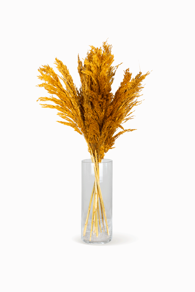Bouquet de Pampa Orange