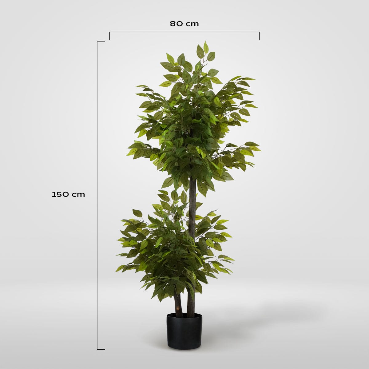 Ficus 2 Coppe