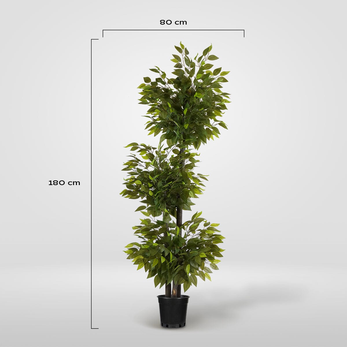Ficus 3 Cups