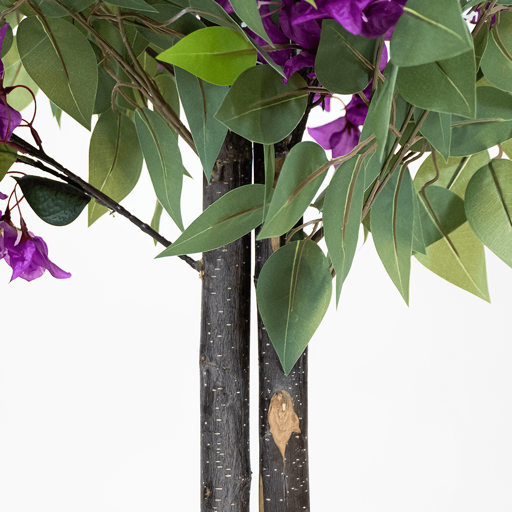 Ficus Bougainvillea