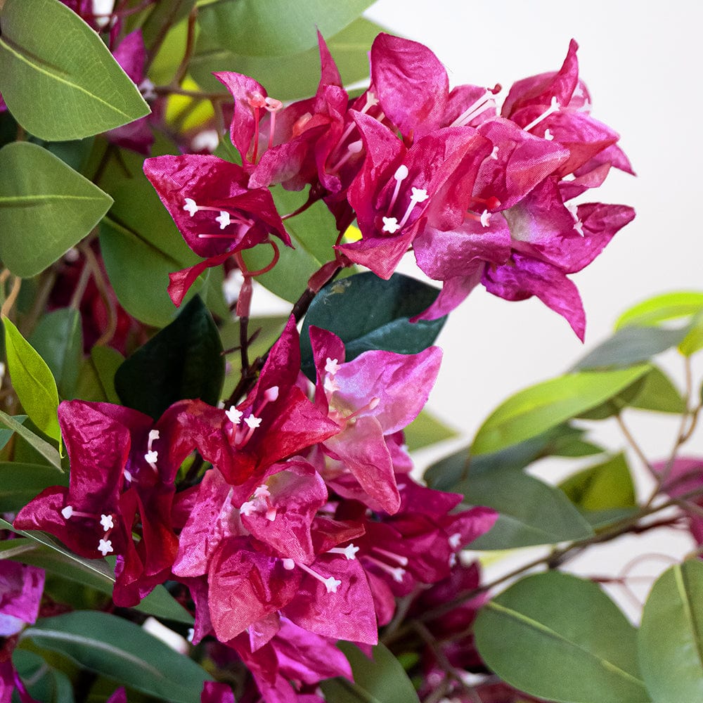 Ficus Bougainvillea