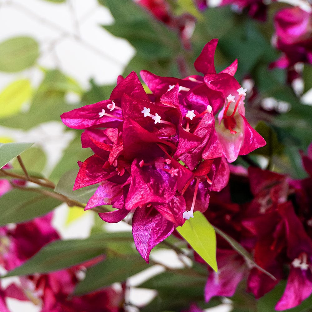 Ficus Bougainvillea