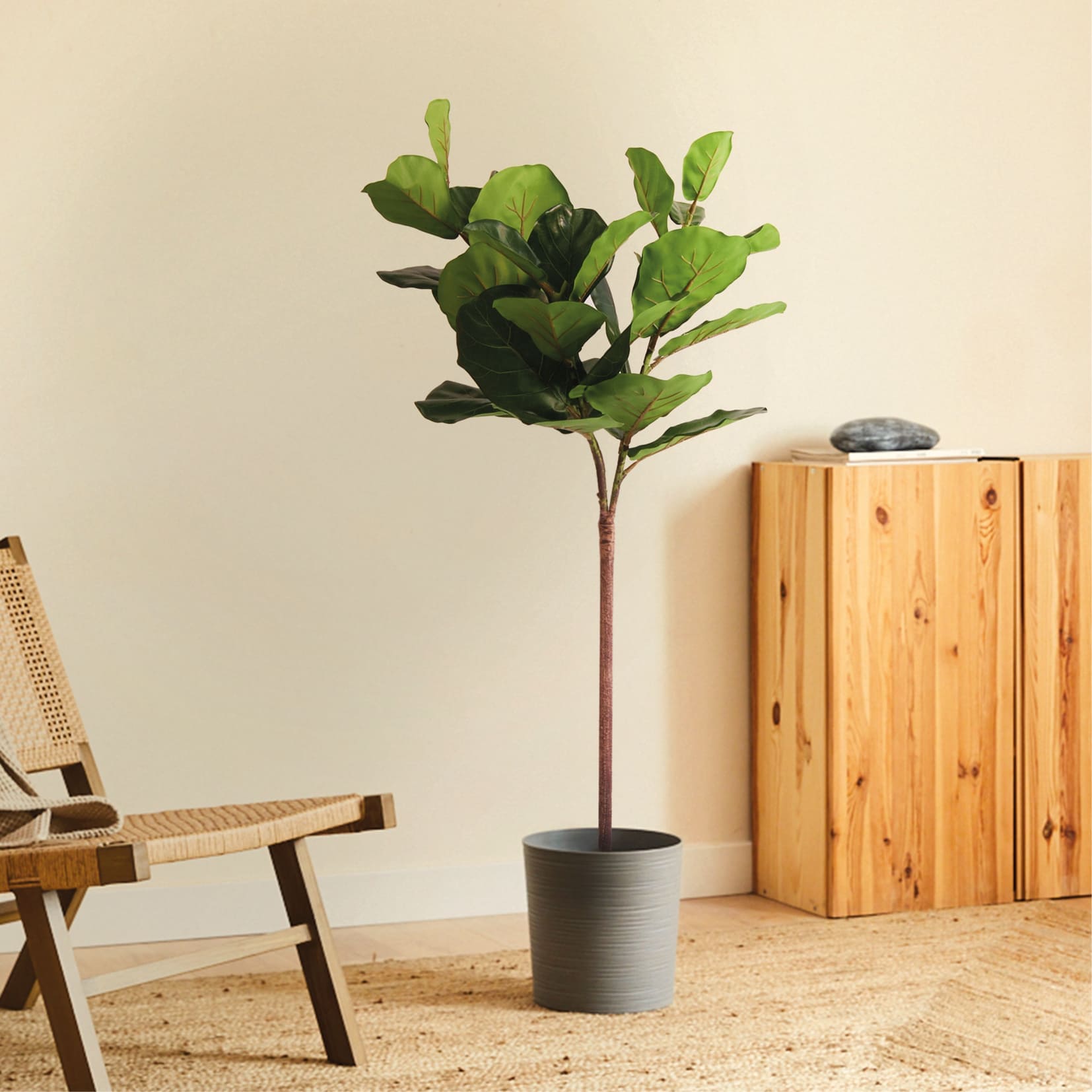 Ficus outlet lyrata