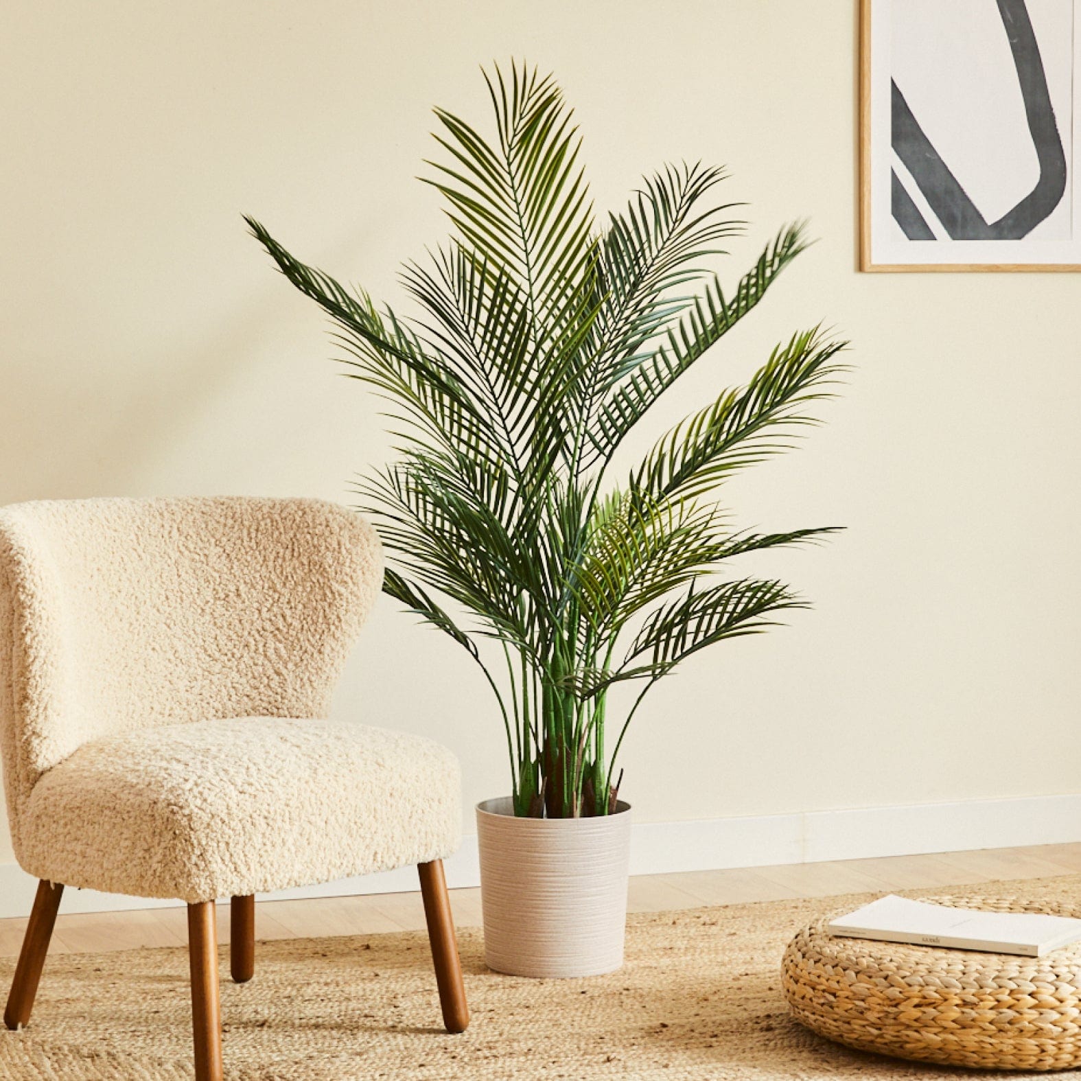 Palma di Areca