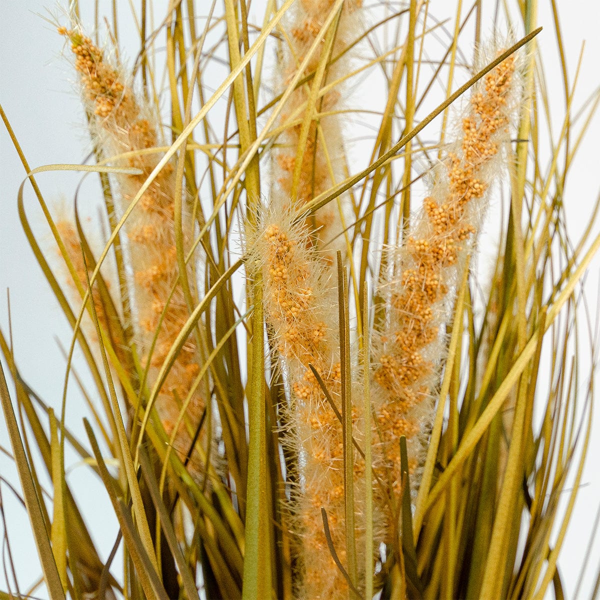 Gramineae