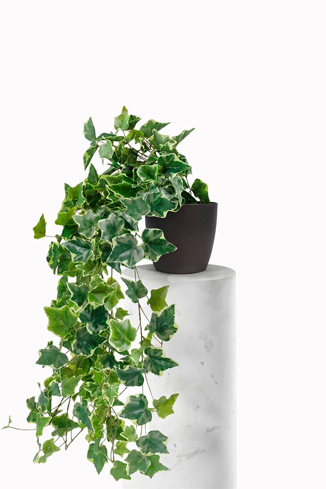 Chicago Ivy