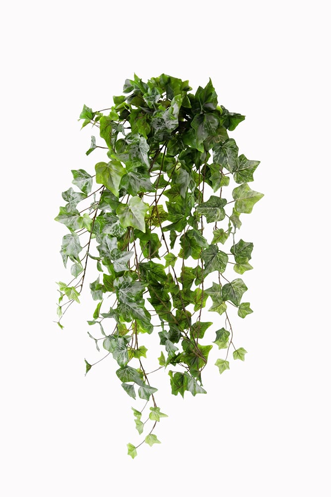 Fosted Chicago Ivy