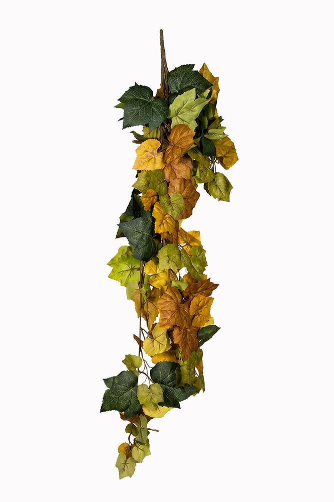 Lierre d’Automne