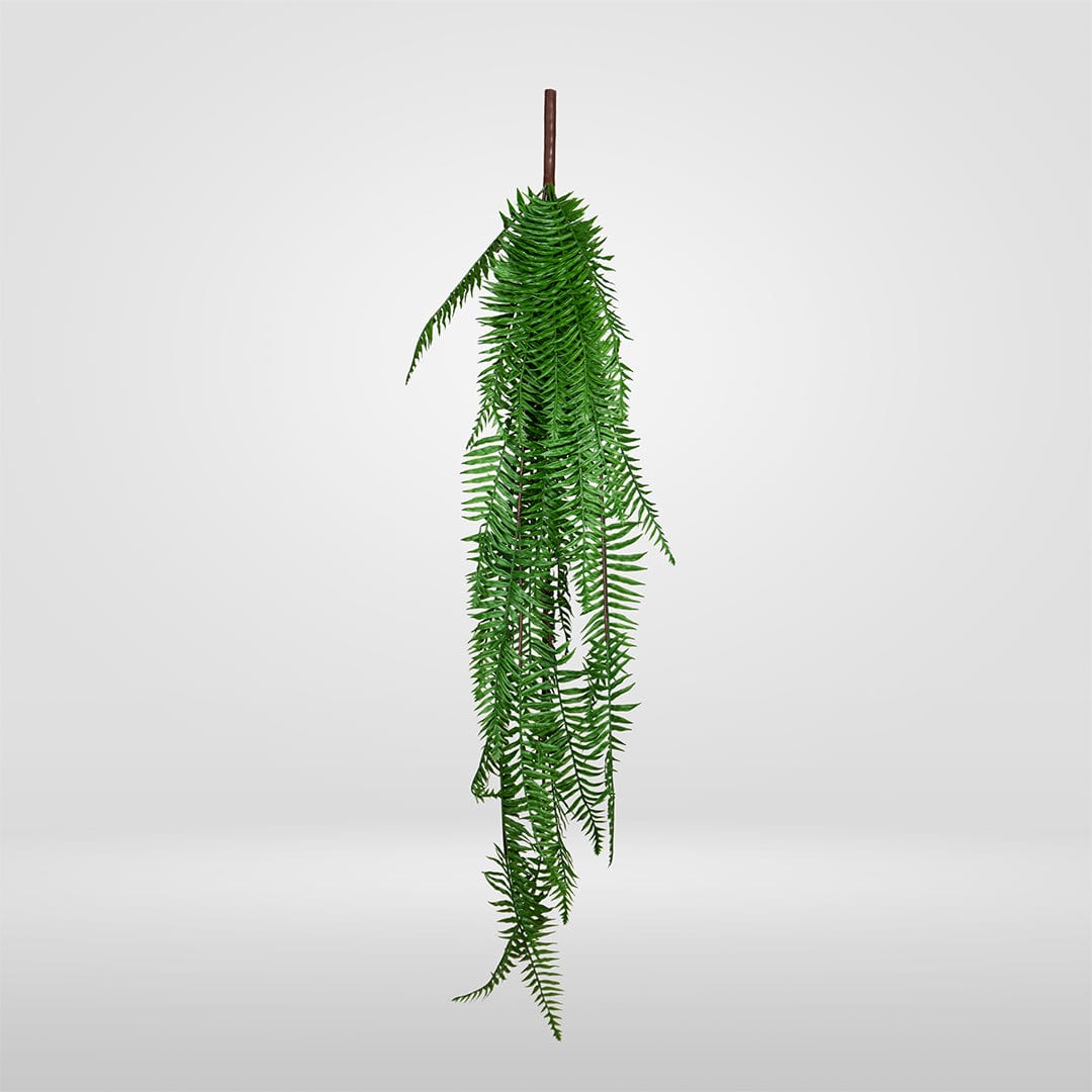 Fougère Suspendue Verte