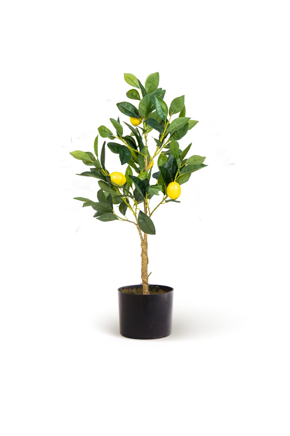 Albero di limoni