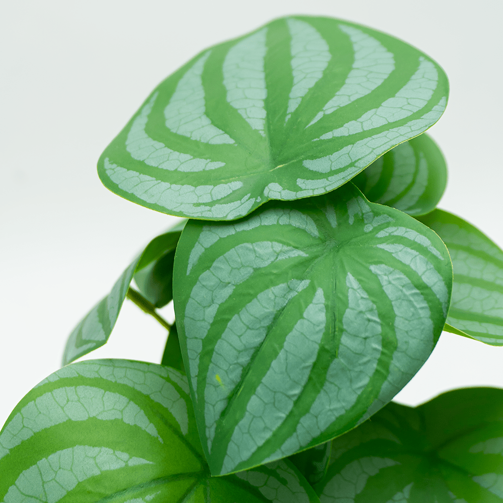 Green Begonia Mini