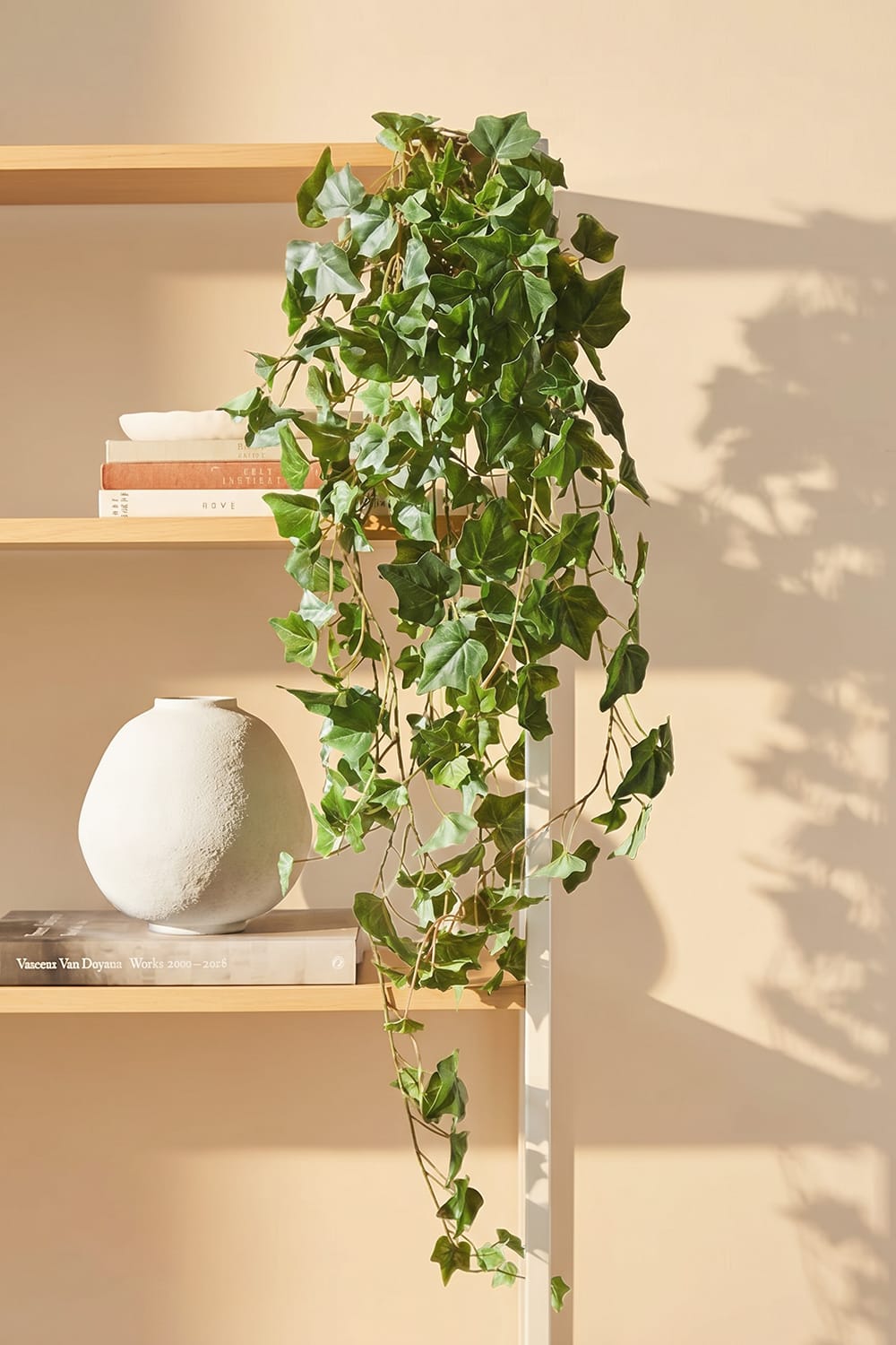 Ivy Bush nova