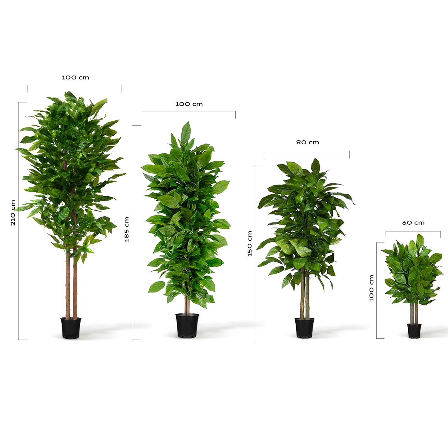 Mango tree