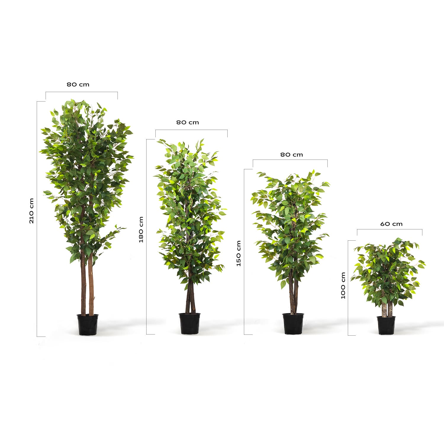 Ficus