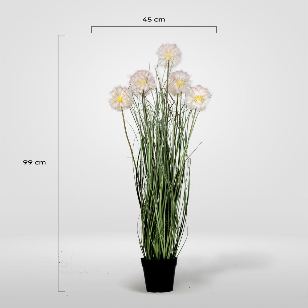 Taraxacum Grass