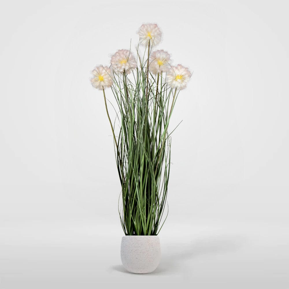 Gramínea Taraxacum