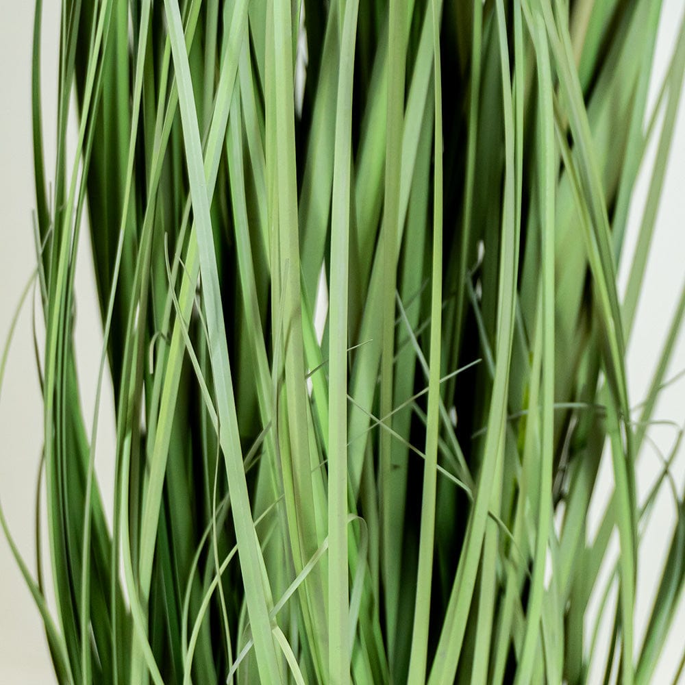 Taraxacum Grass
