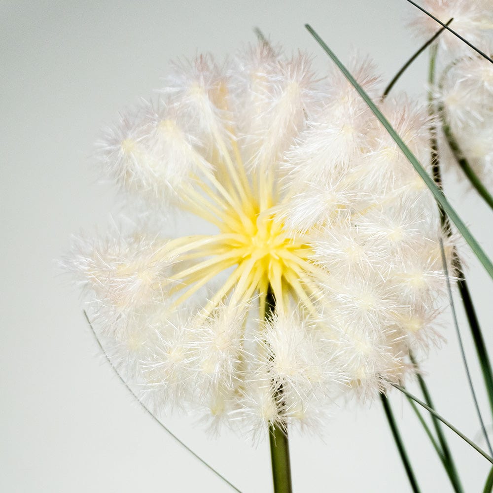 Taraxacum Grass