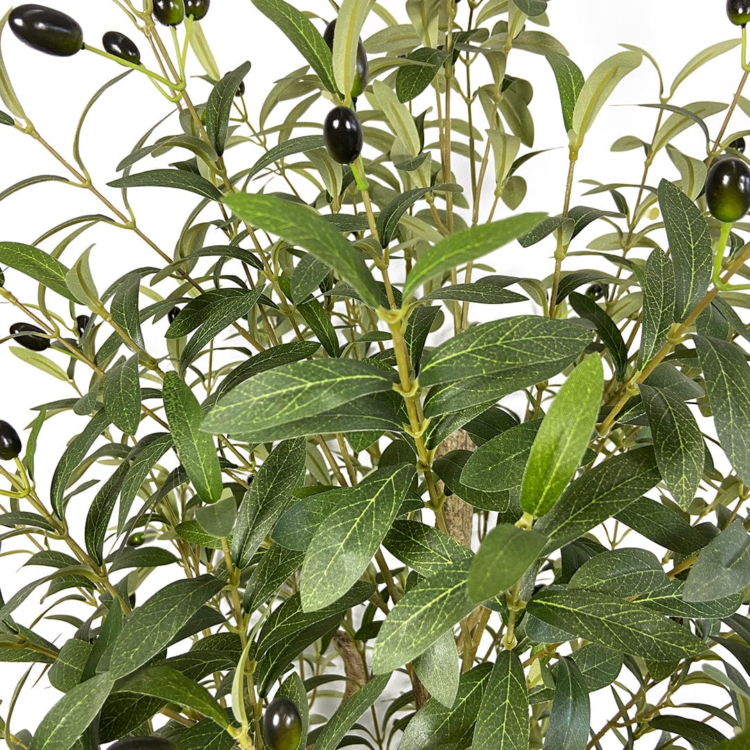 Olivenbaum Fruto