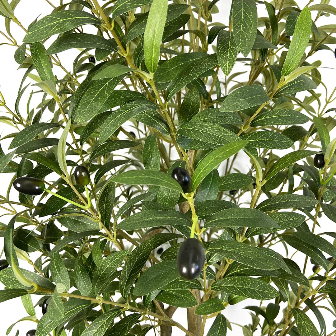 Olivenbaum Fruto