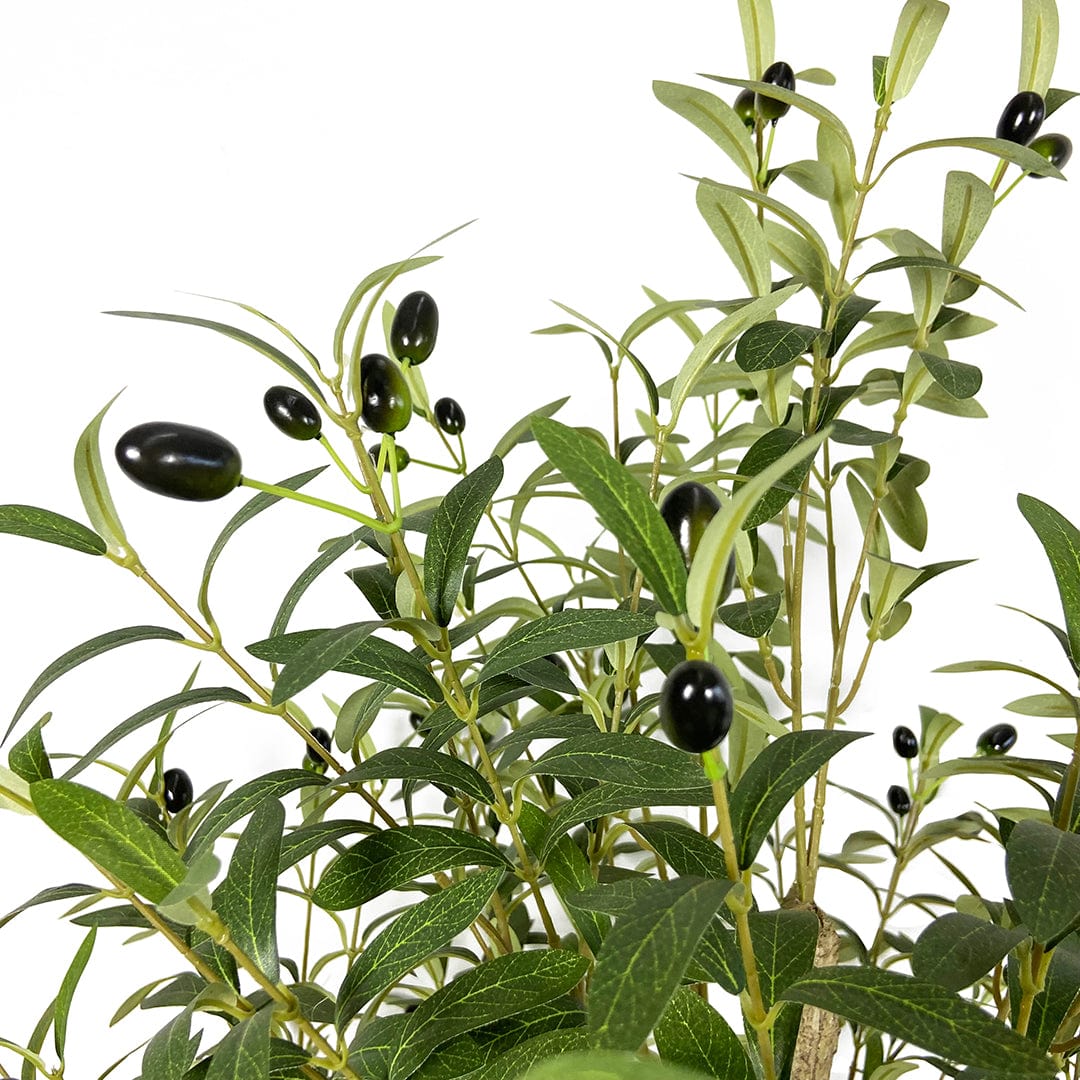 Olivenbaum Fruto