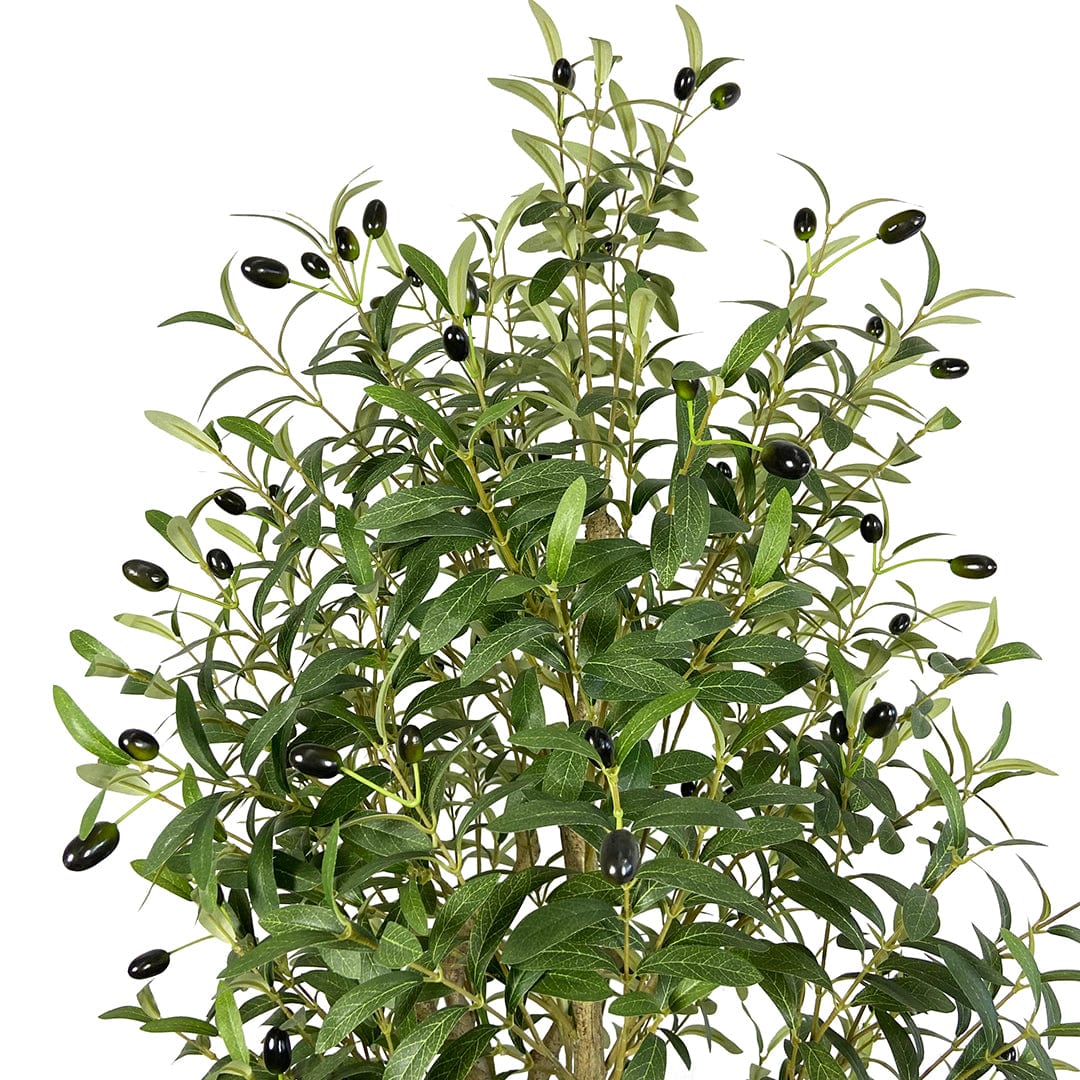 Olivenbaum Fruto