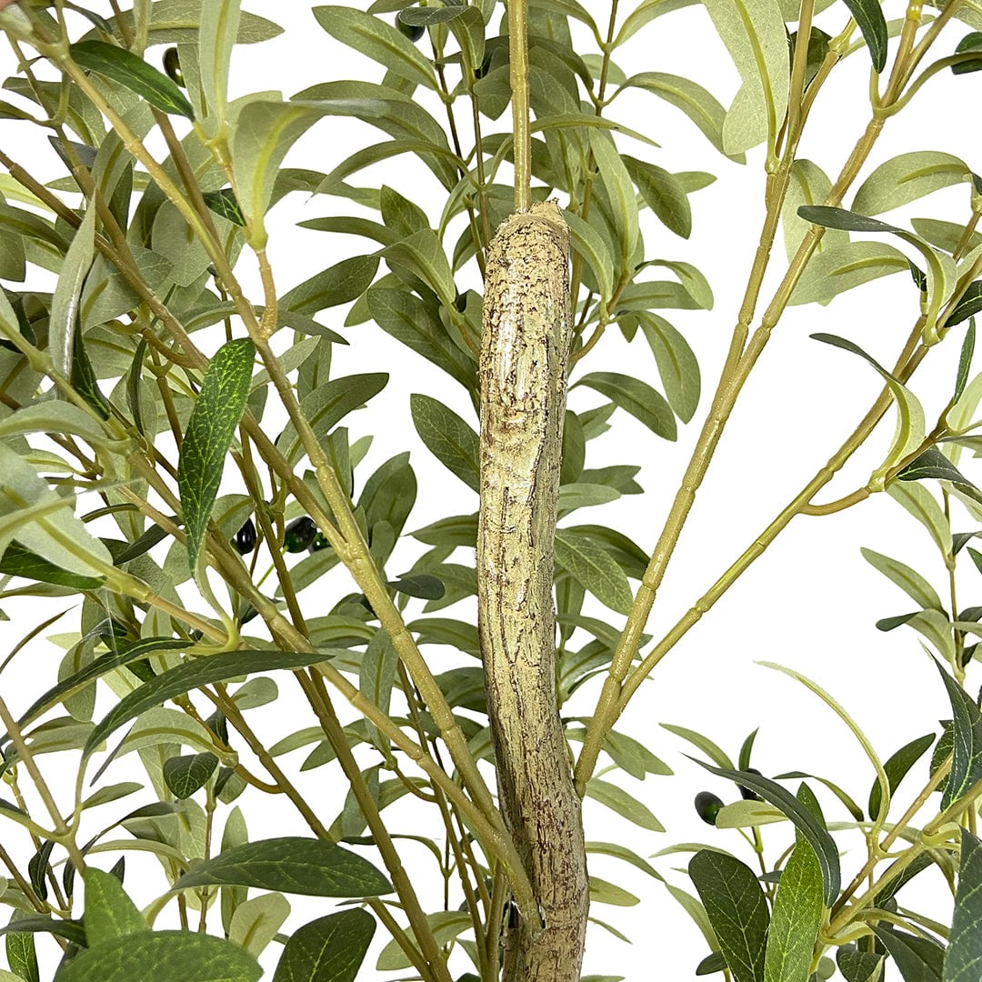Olivenbaum Fruto