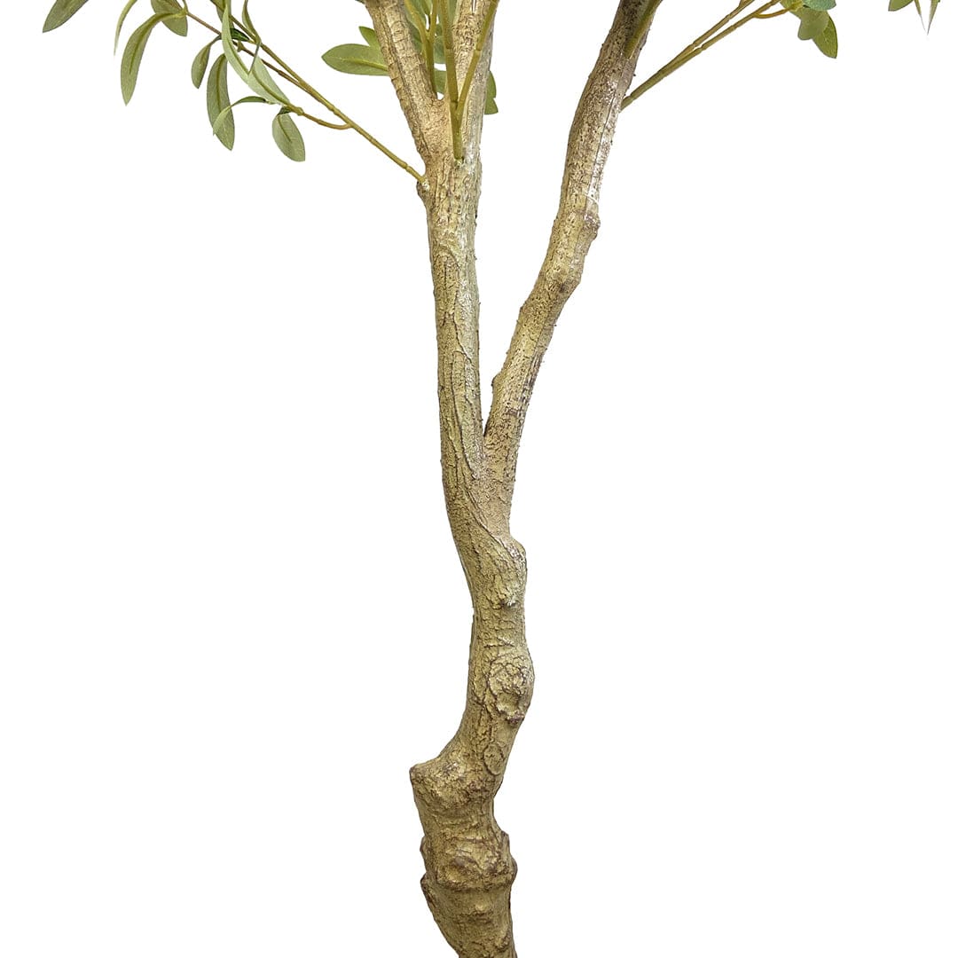 Olivenbaum Fruto