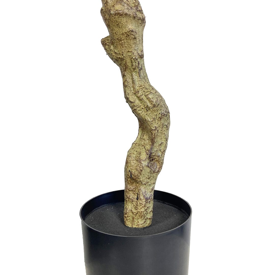 Olivenbaum Fruto