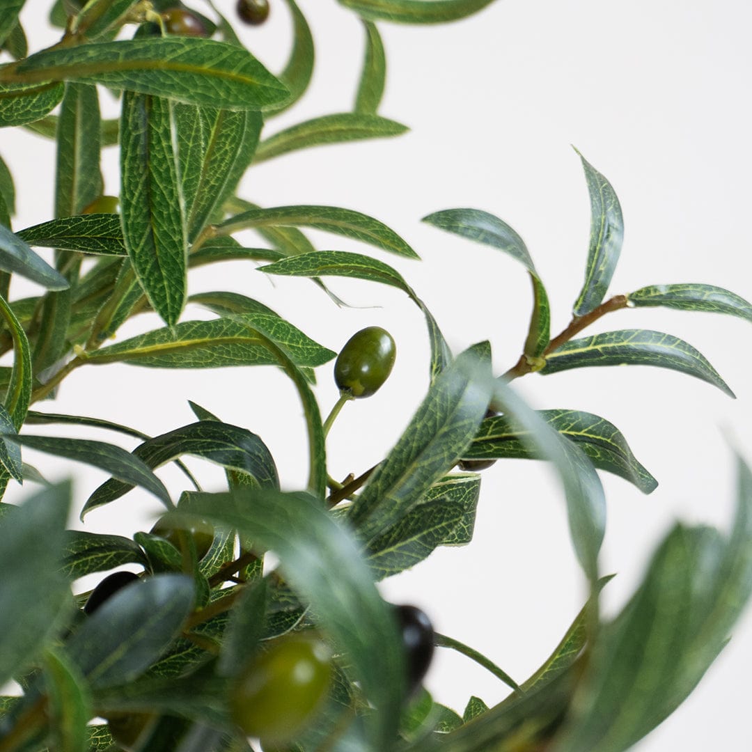 Wild Olive Tree