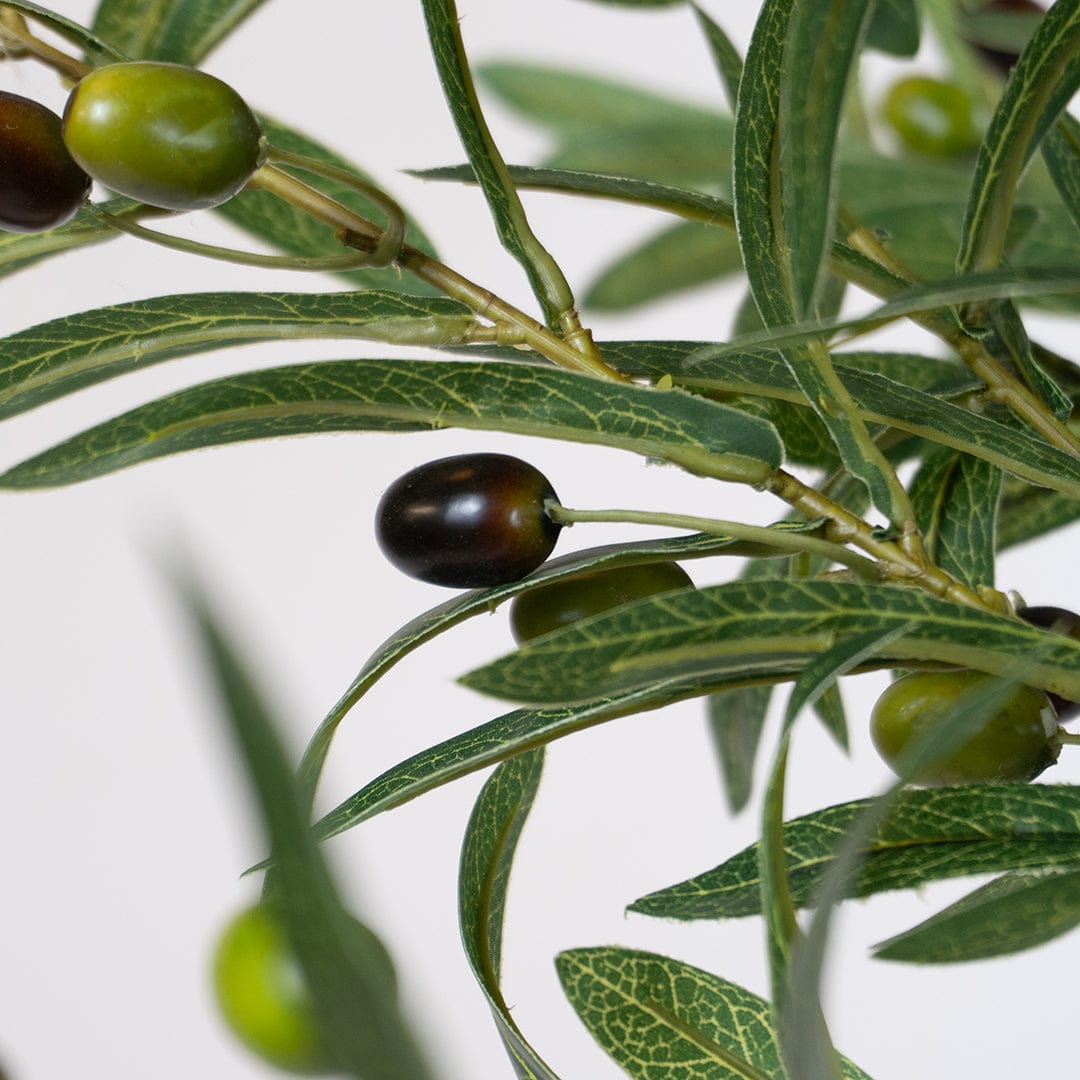 Wild Olive Tree