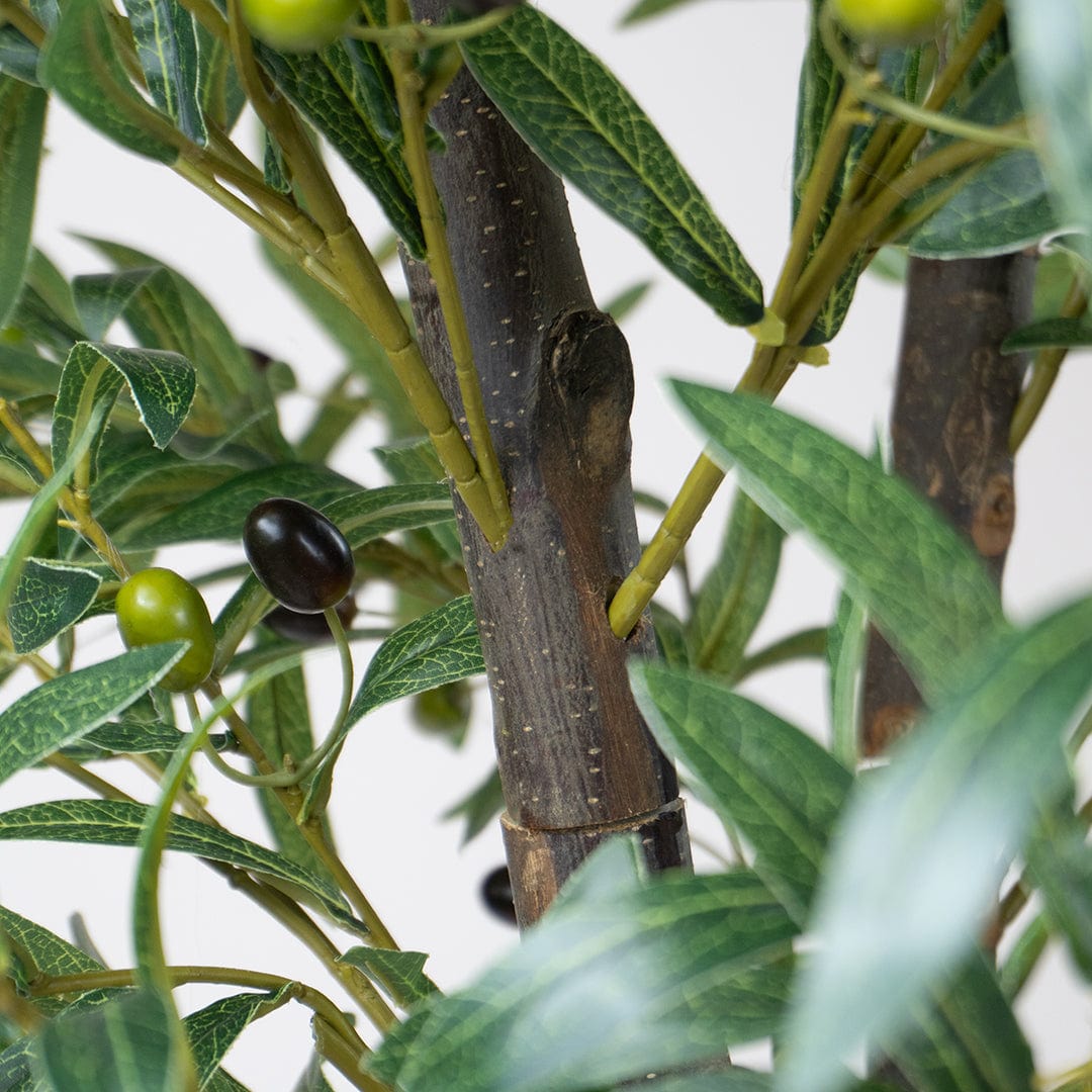 Wild Olive Tree