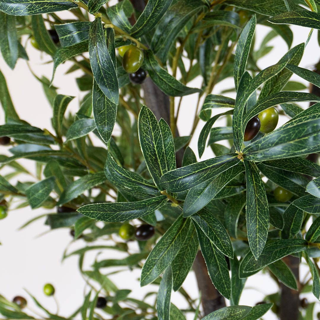 Wild Olive Tree