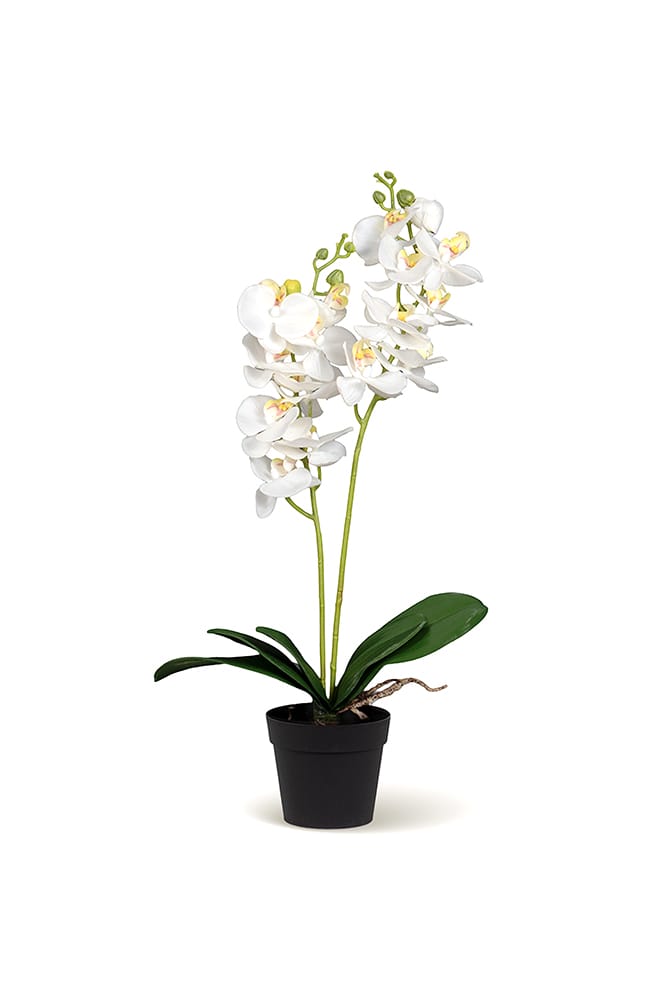 Orchidea Duo Bianca