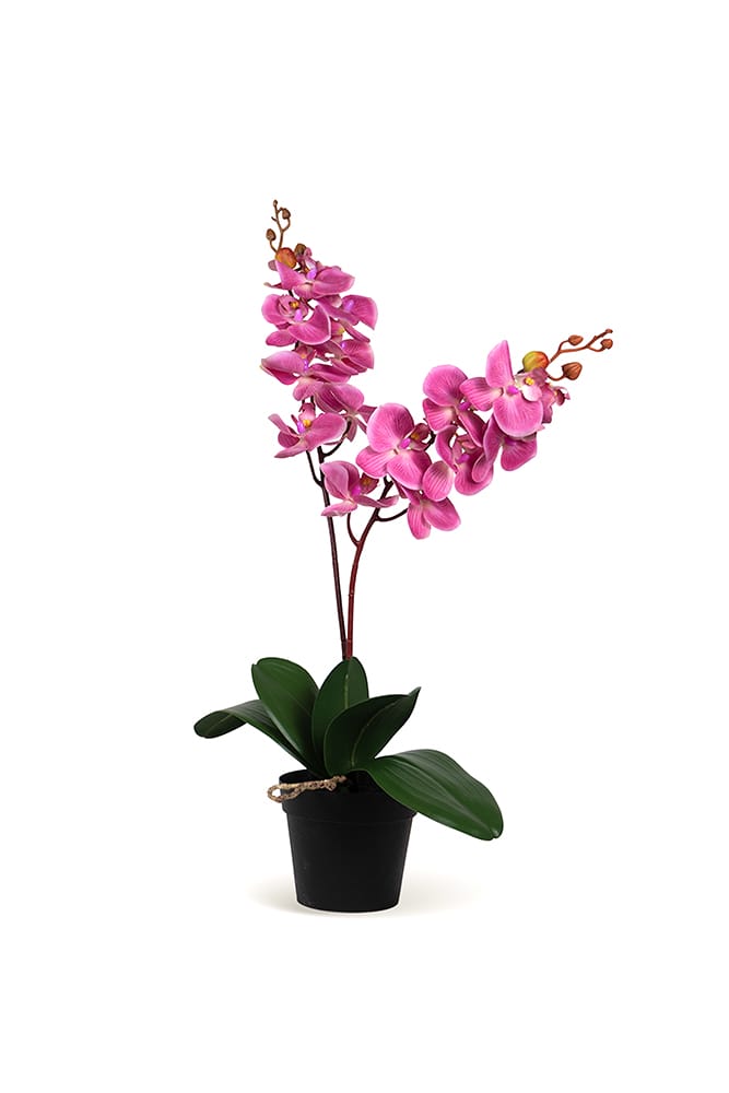 Orchidea Single Bubble
