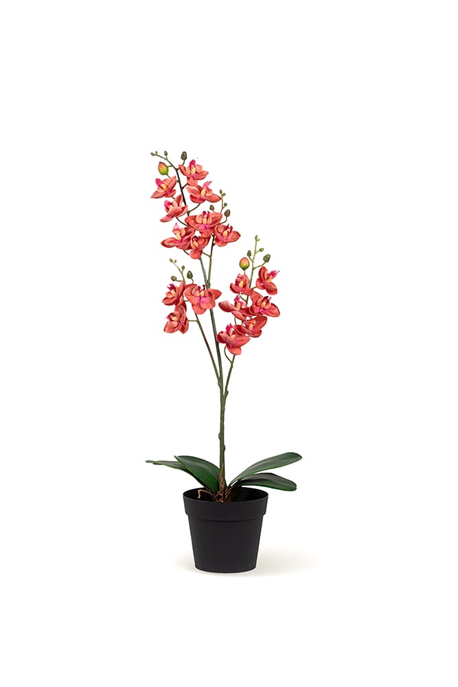 Orchidea Single Rosa