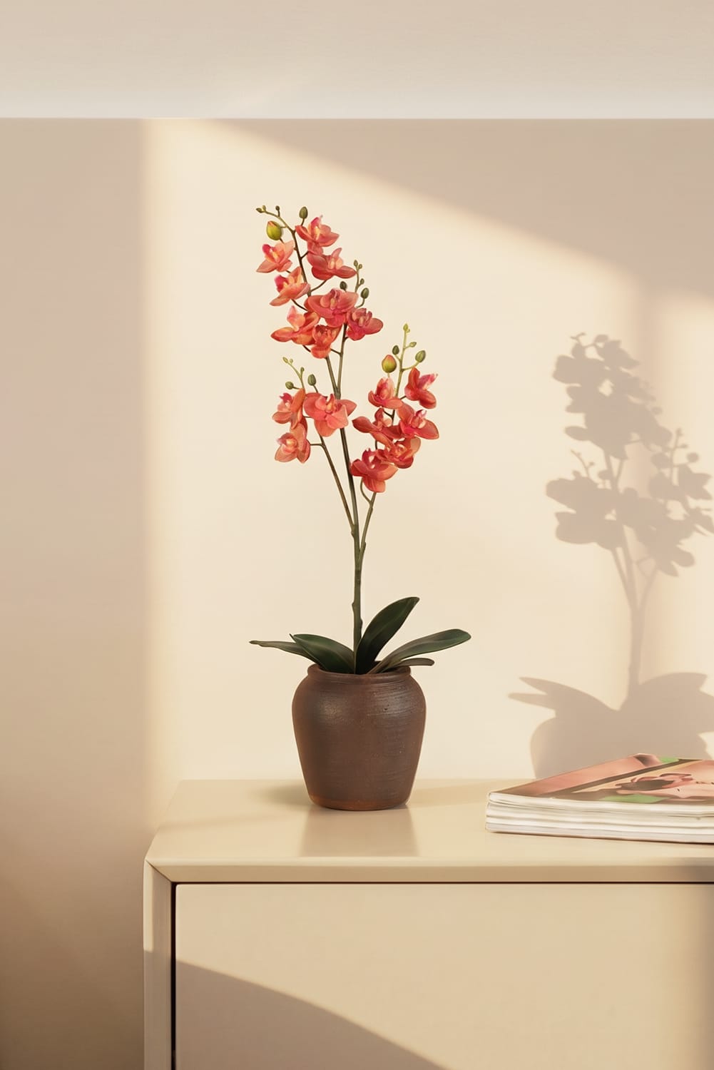 Orchidea Single Rosa