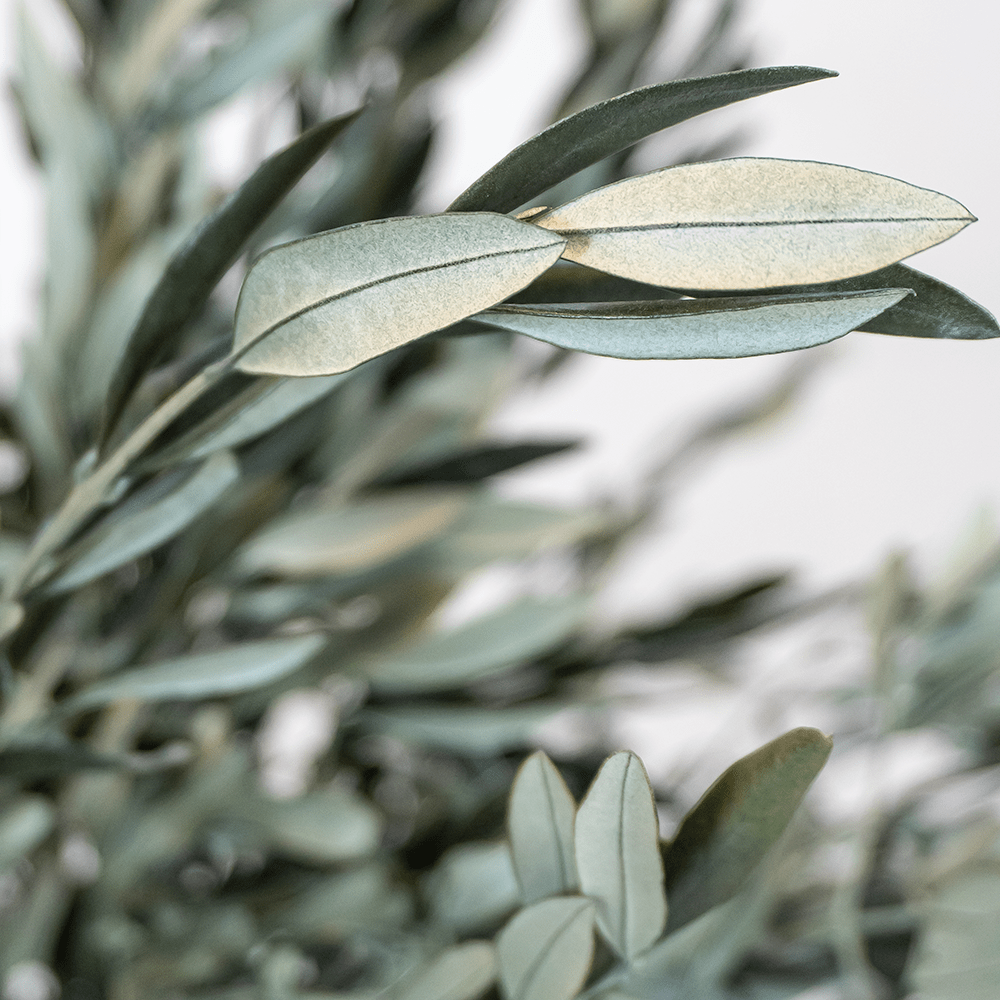 Preserved olive tree