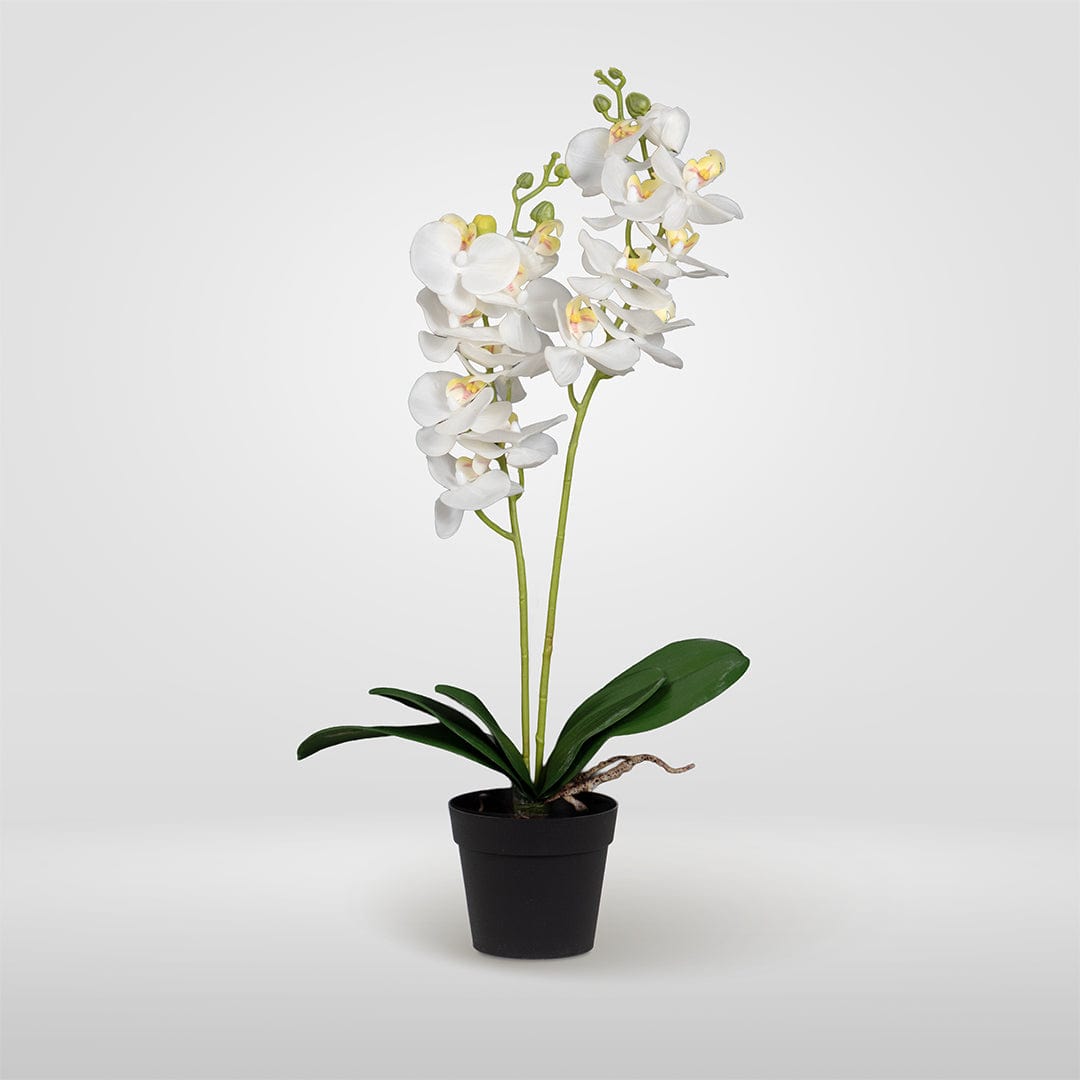 Duo Orchidee Weiß