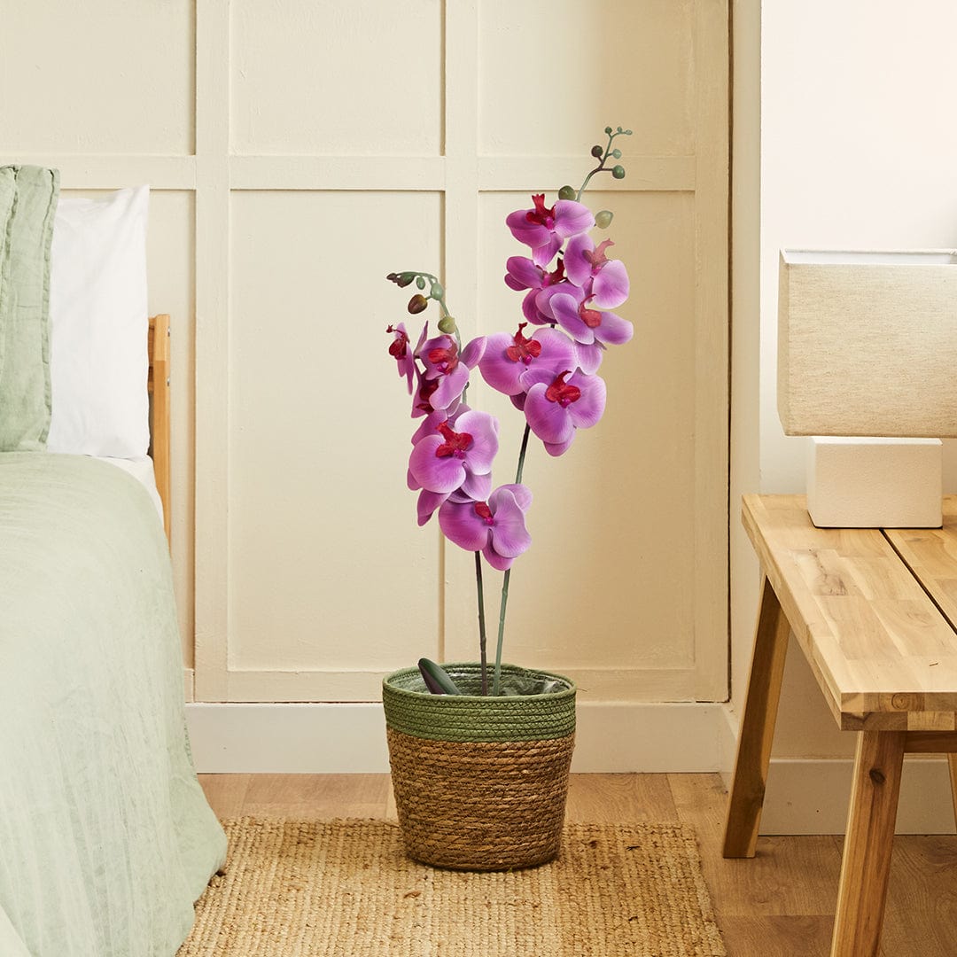 Duo Orchidee Fuchsia