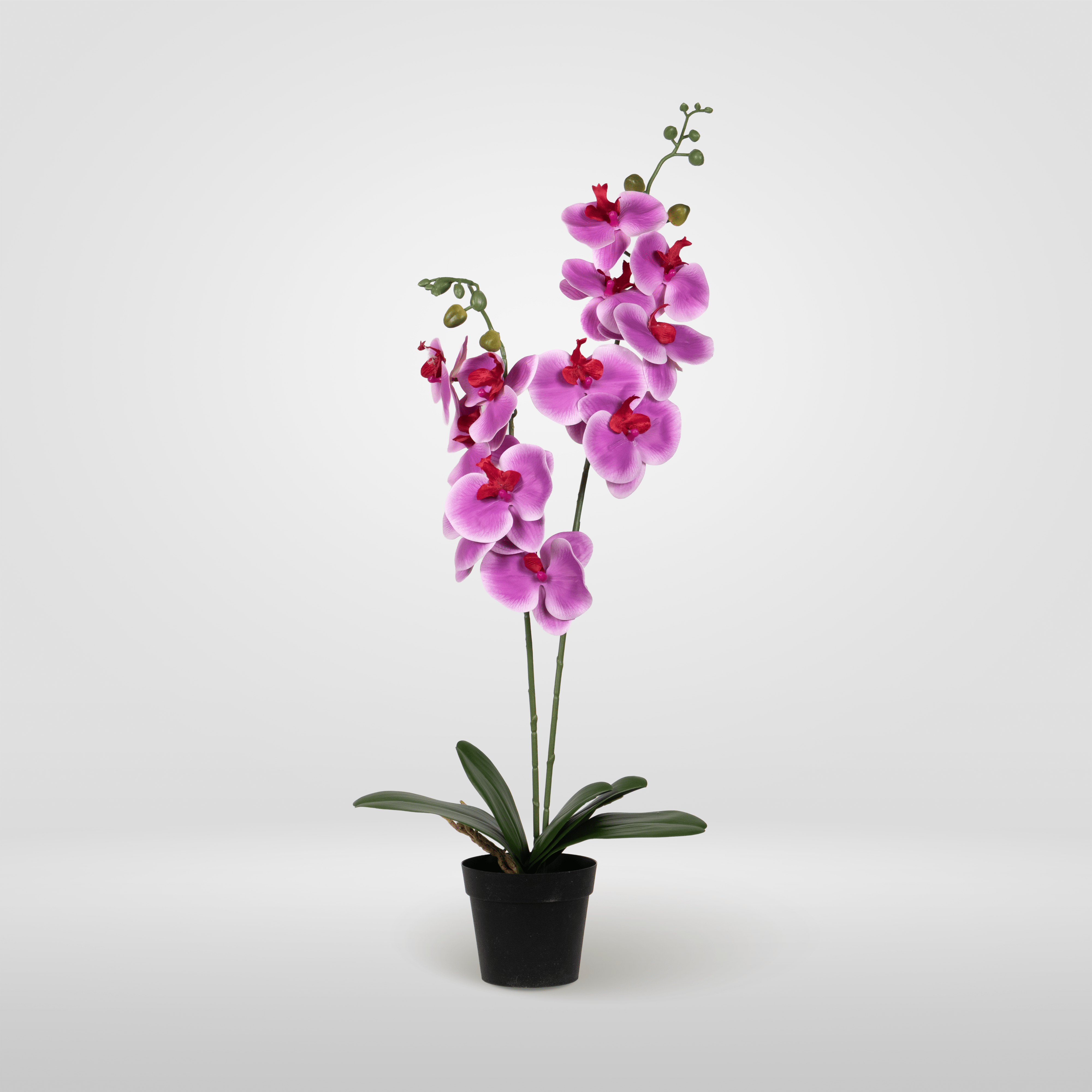 Duo Orchidee Fuchsia