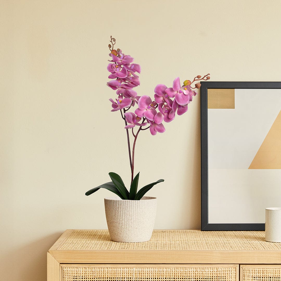 Single Orchidee Bubble