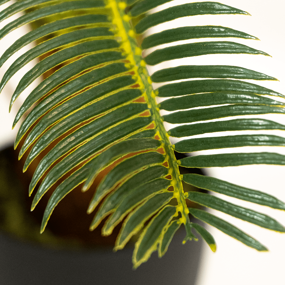 Cyca Palm Tree