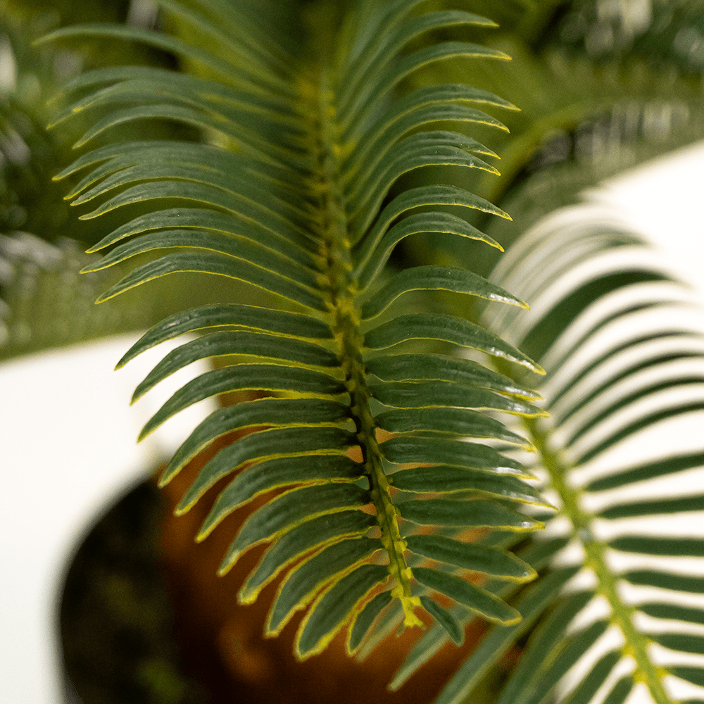 Cyca Palm Tree