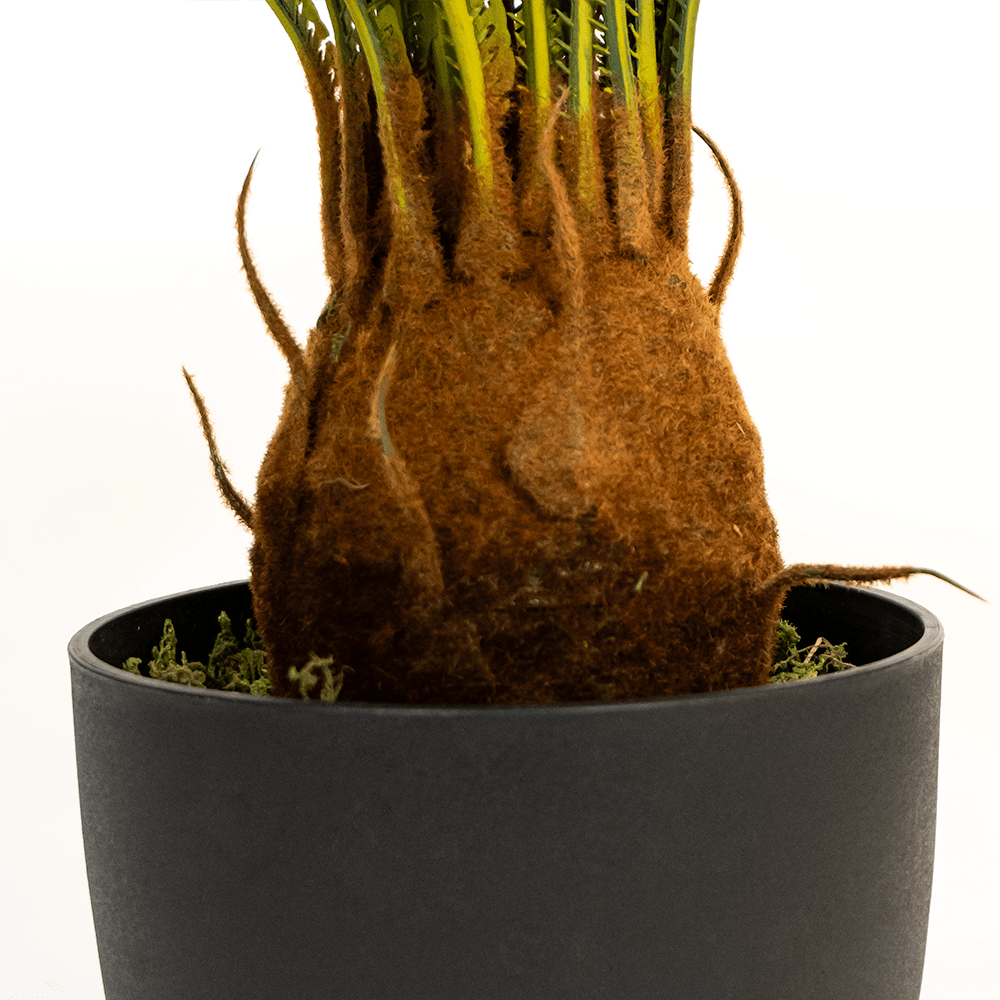 Cyca Palm Tree