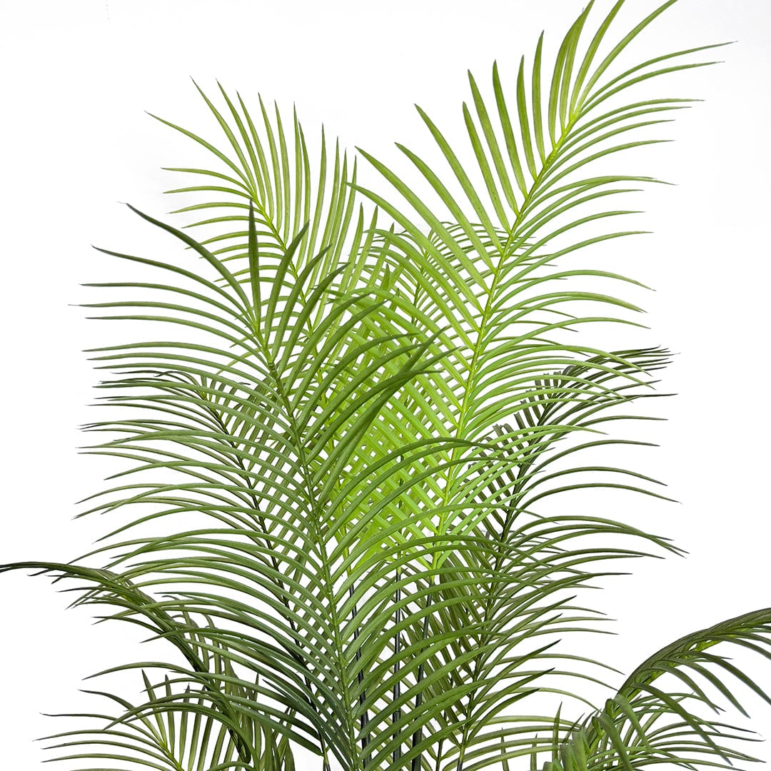 Butterfly Palm