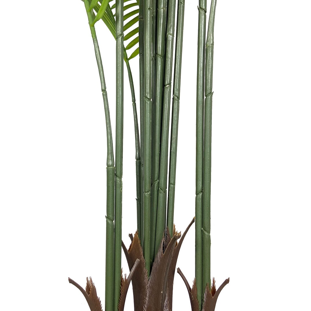 Butterfly Palm