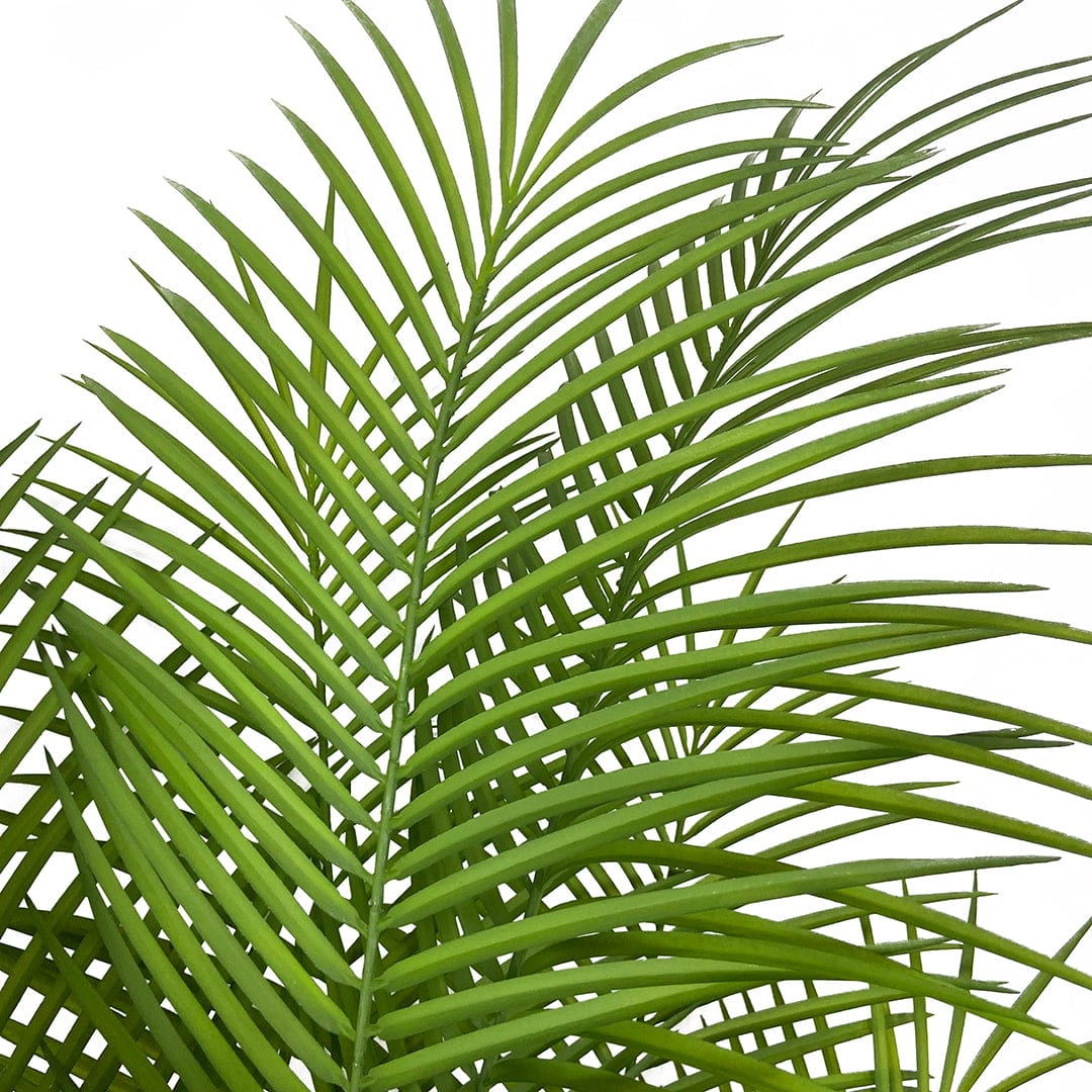Butterfly Palm