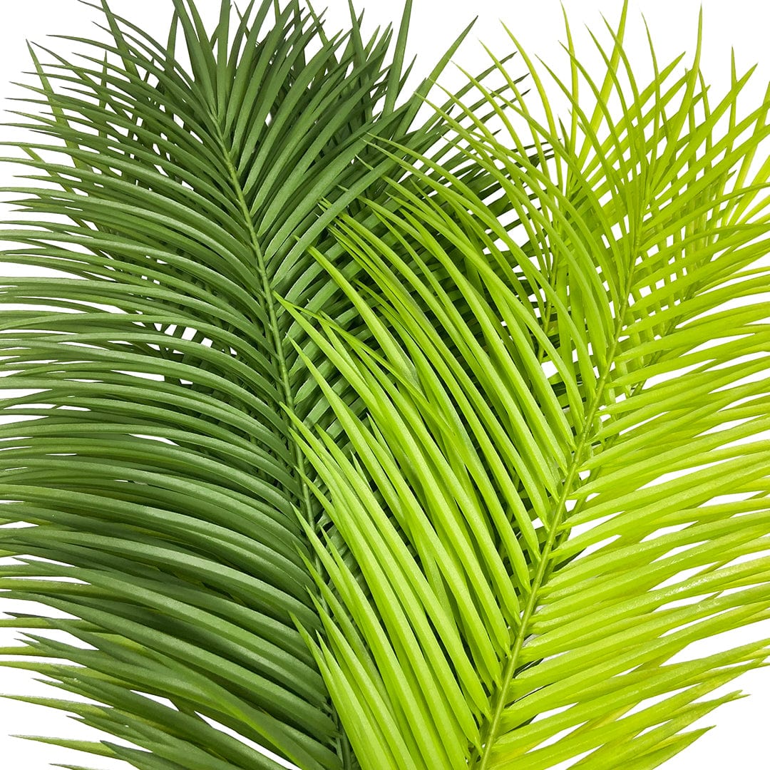 Butterfly Palm