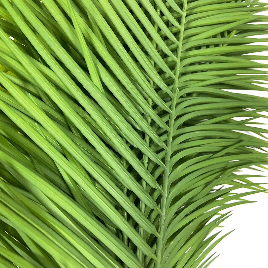 Butterfly Palm